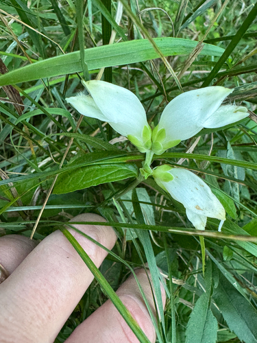 white turtlehead