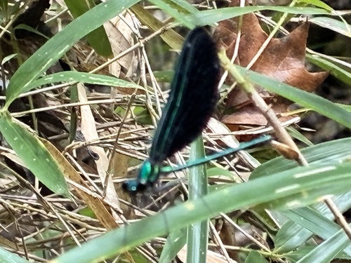 Ebony Jewelwing