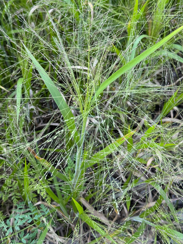 witch grass