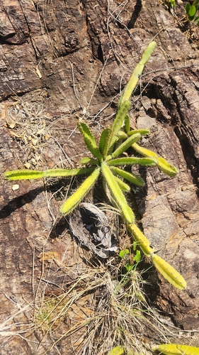 Cereus fernambucensis