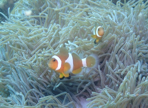 Amphiprion ocellaris