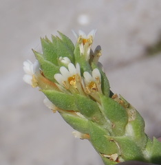 Hebenstretia cordata