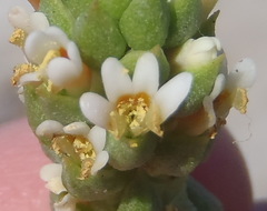 Hebenstretia cordata