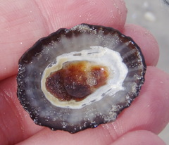 Scutellastra granularis