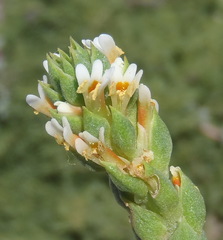 Hebenstretia cordata