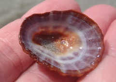 Scutellastra granularis