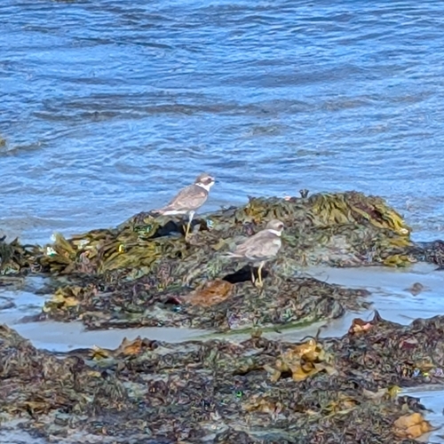 Semipalmated Plover