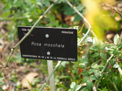 Rosa moschata