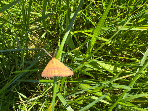 Chickweed Geometer Moth