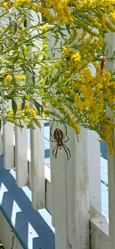 Yellow Garden Spider