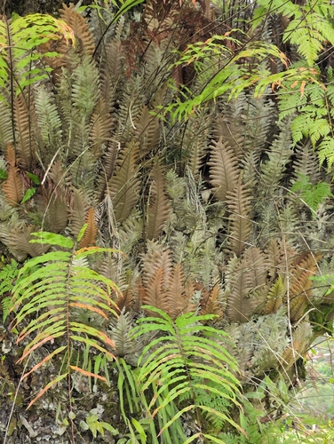 basket fern
