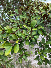 Sideroxylon tenax