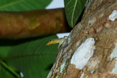 Cnemaspis littoralis