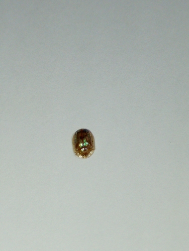 Golden Tortoise Beetle
