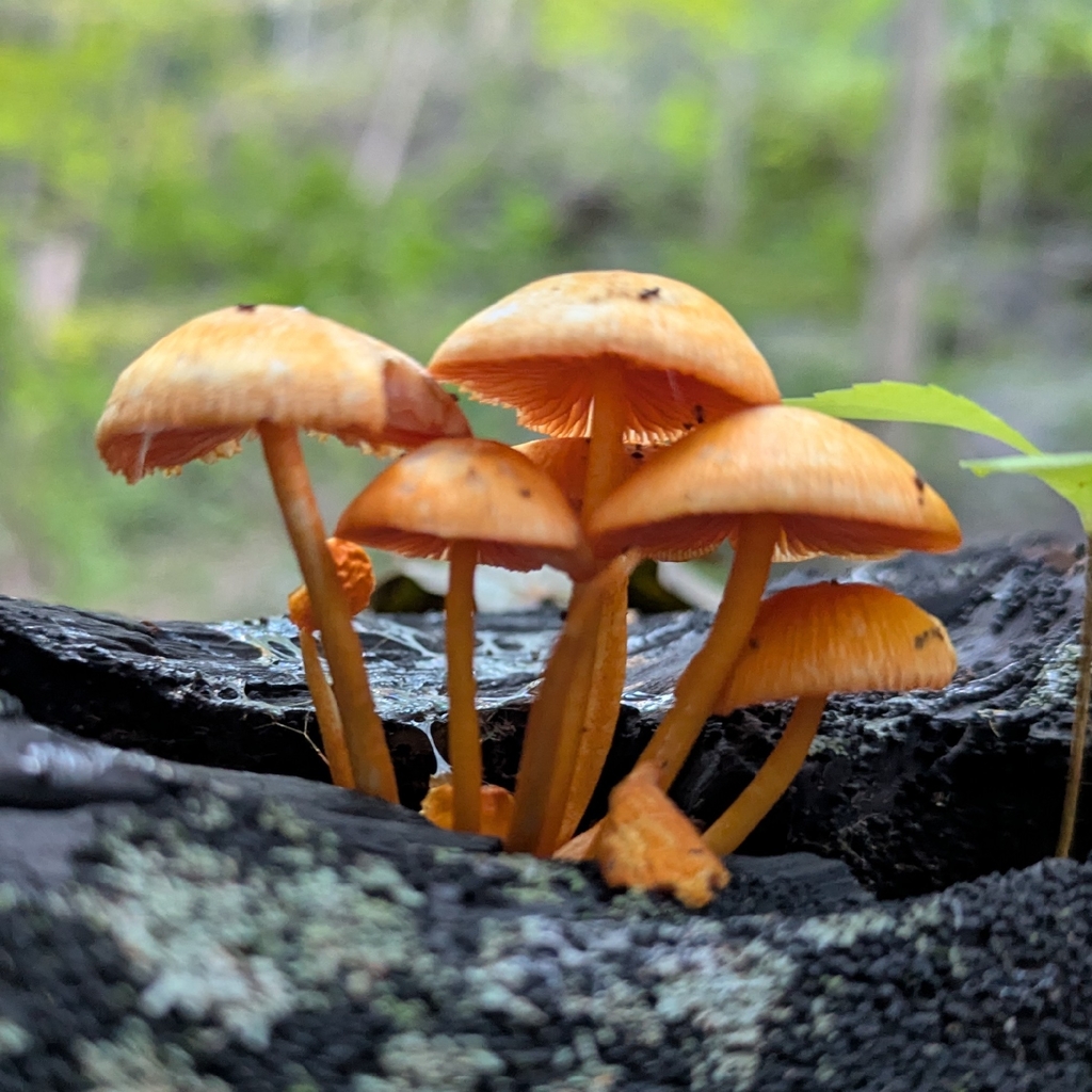 orange mycena · September 2026 · photo: Photo: no rights reserved · iNaturalist