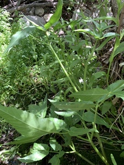 Angelica scabrida