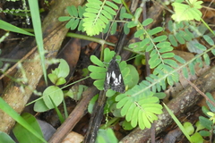 Neptidopsis ophione ophione