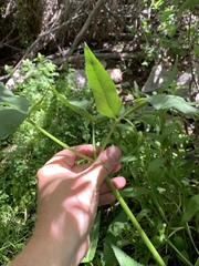Angelica scabrida