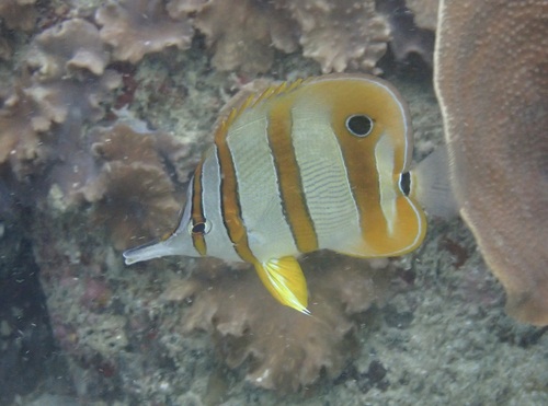 Chelmon rostratus