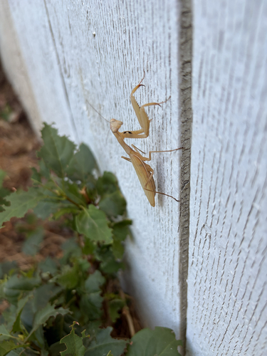 European Mantis