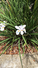 Dietes grandiflora