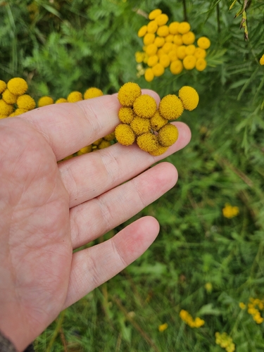 tansy