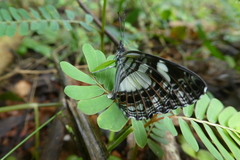 Neptidopsis ophione ophione