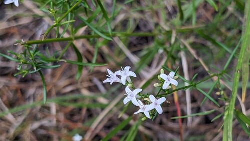 Diamond-Flowers
