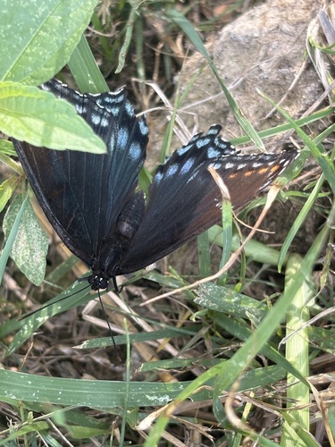 Red-spotted Admiral