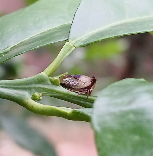 Ceresa ustulata