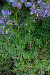 Lupinus rivularis