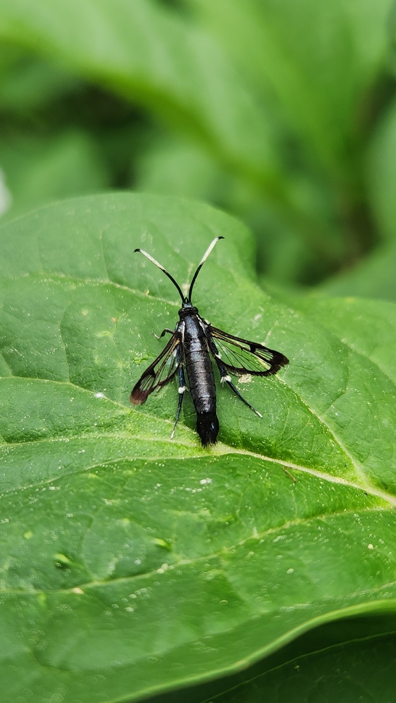Willow Borer