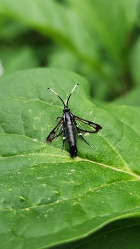 Willow Borer