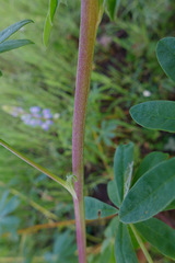 Lupinus rivularis