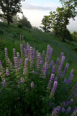 Lupinus rivularis