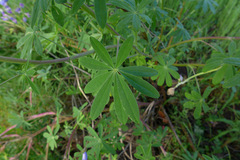 Lupinus rivularis