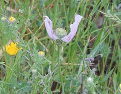 Papaver somniferum somniferum