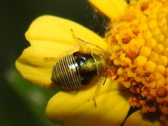 Neocapsus