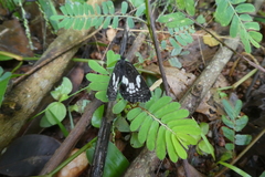 Neptidopsis ophione ophione