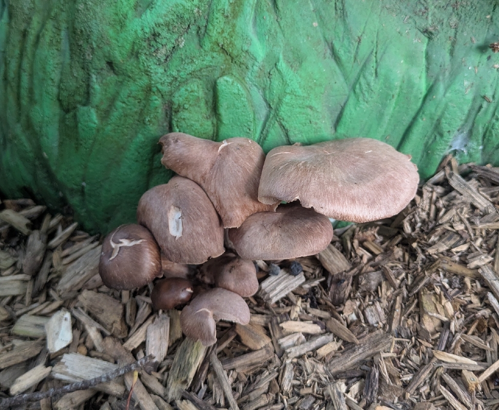 Luxury Caps · September 2026 · photo: Photo: no rights reserved · iNaturalist
