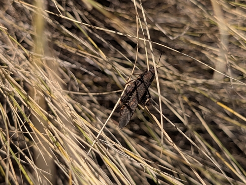 Red-winged Grasshopper