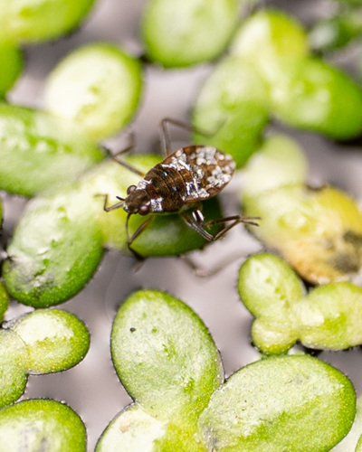 Microvelia americana