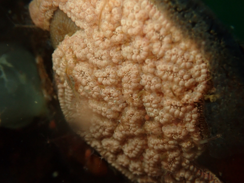 Chain Tunicate