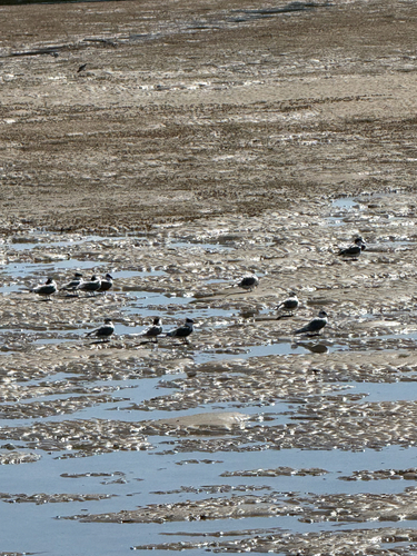 iNaturalist: (c) ecoem22, some rights reserved (CC BY-NC) iNaturalist image