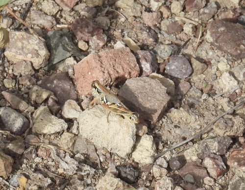 Lakin Grasshopper