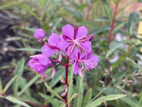 fireweed