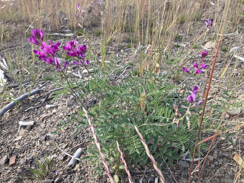 Boreal Sweet-vetch