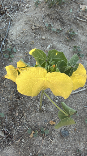 velvetleaf