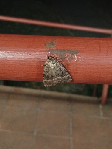 Eurasian Copper Underwing