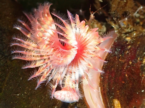 Red-trumpet Calcareous Tubeworm